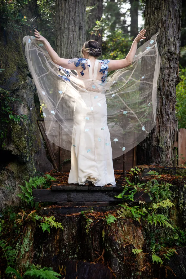 Bride spreading her veil in a redwood grove